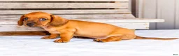 Miniature Dachshund dogs for sale: Charlie - Ad 4