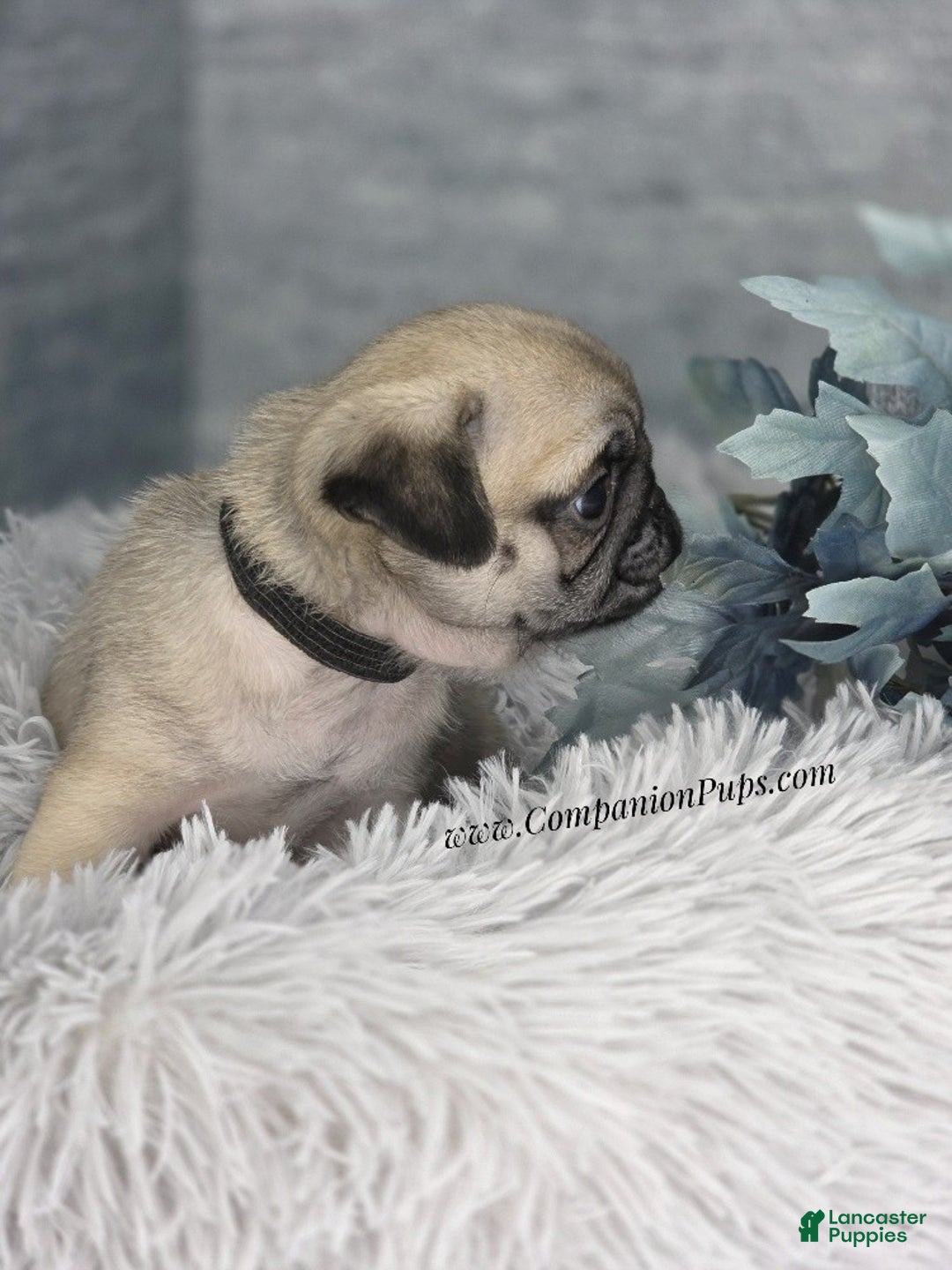 Pug dogs for sale: Black Collar - Super Wrinkly! - Ad 6