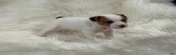 Jack Russell Terrier dogs for sale: Rea Puppy 4 - Ad 3