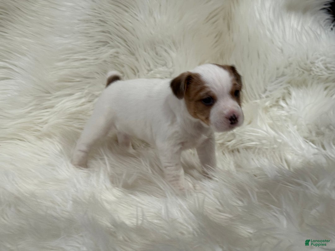 Jack Russell Terrier dogs for sale: Rea Puppy 4 - Ad 3