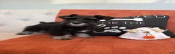 Miniature Schnauzer dogs for sale: Fig - Ad 2