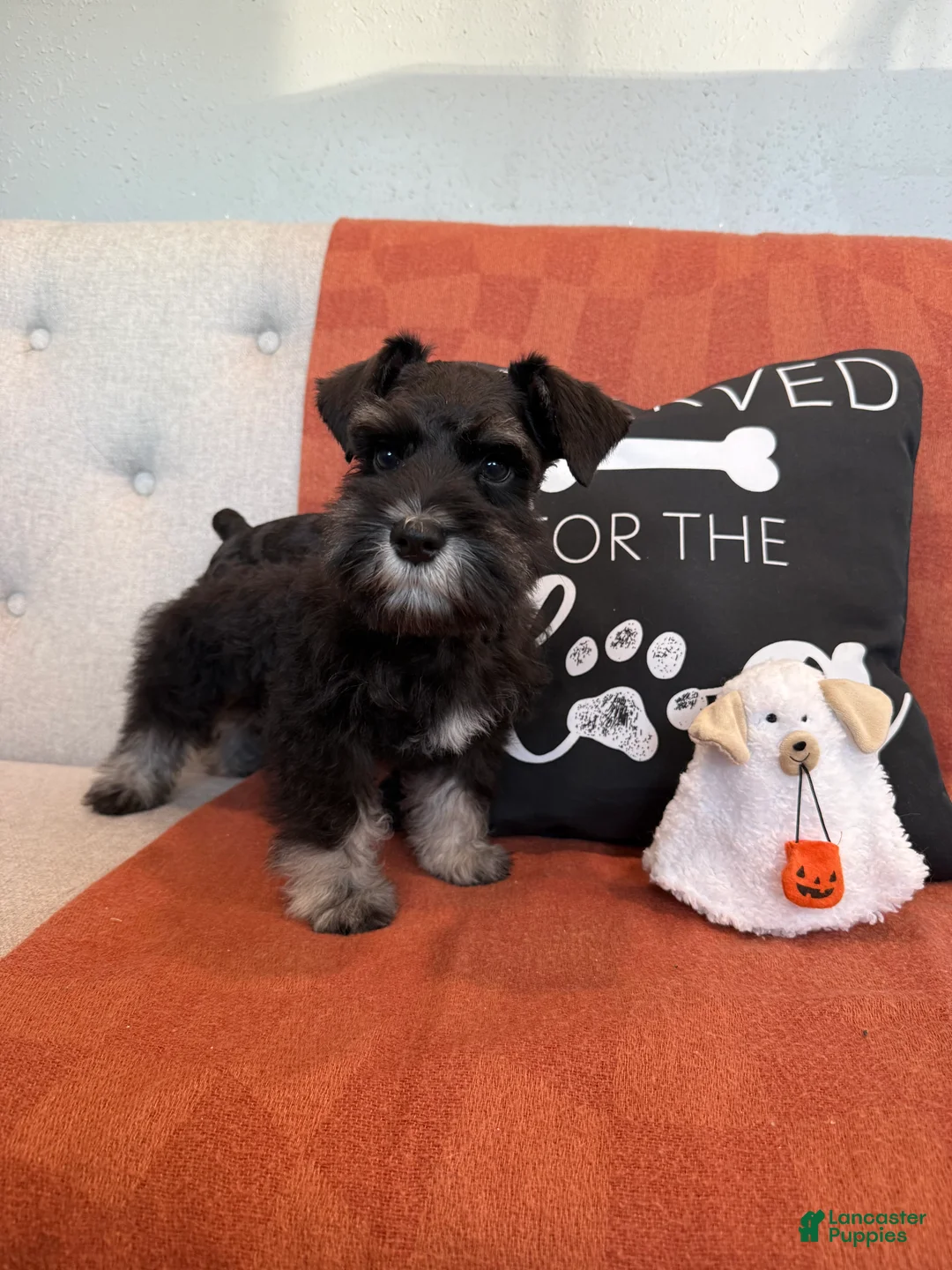 Miniature Schnauzer dogs for sale: Fig - Ad 2