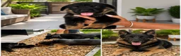 German Shepherd dogs for sale: German Shepherd 3 - Ad 2