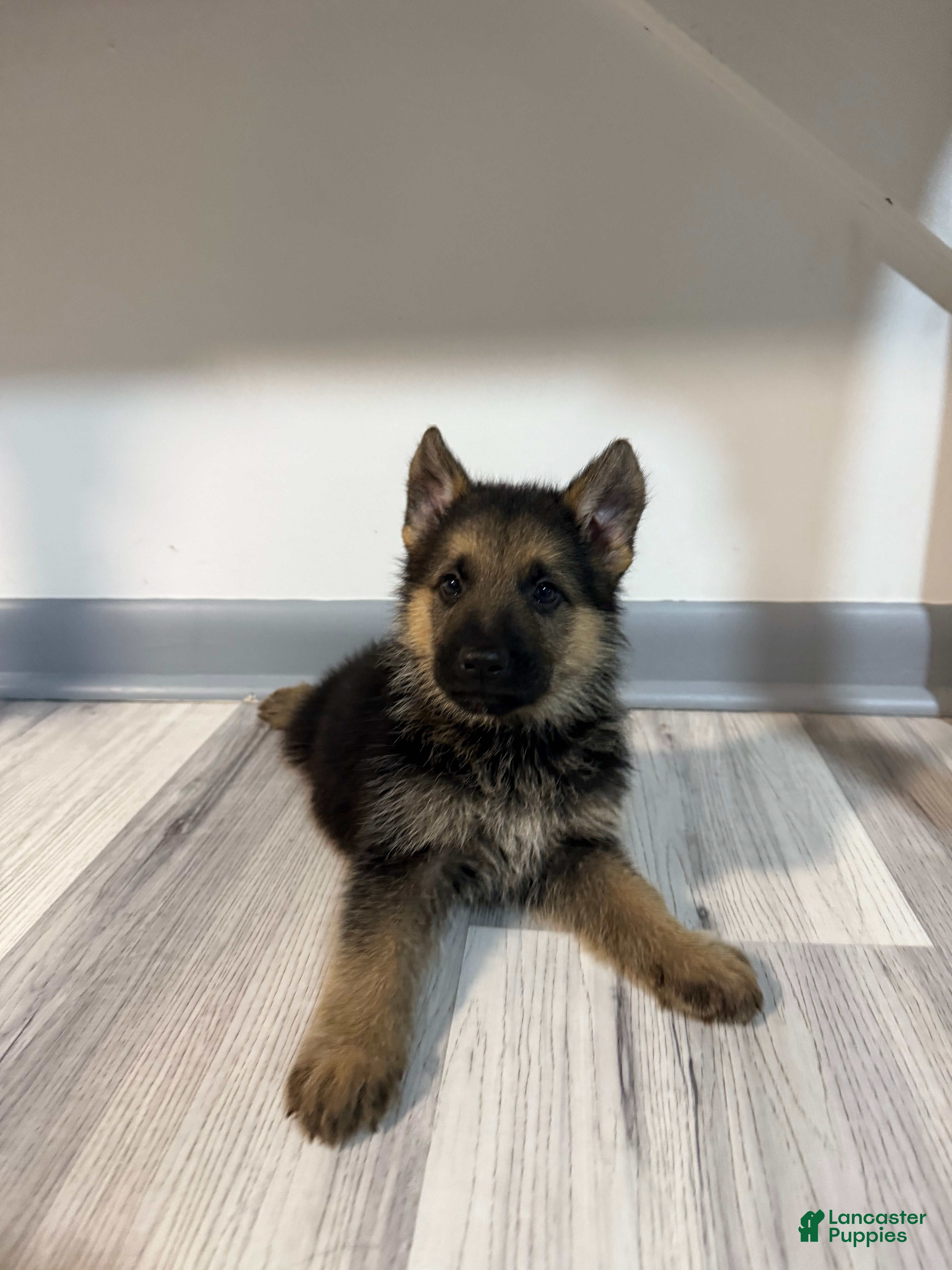 German Shepherd dogs Max - Ad 1