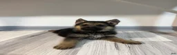 German Shepherd dogs for sale: Max - Ad 1