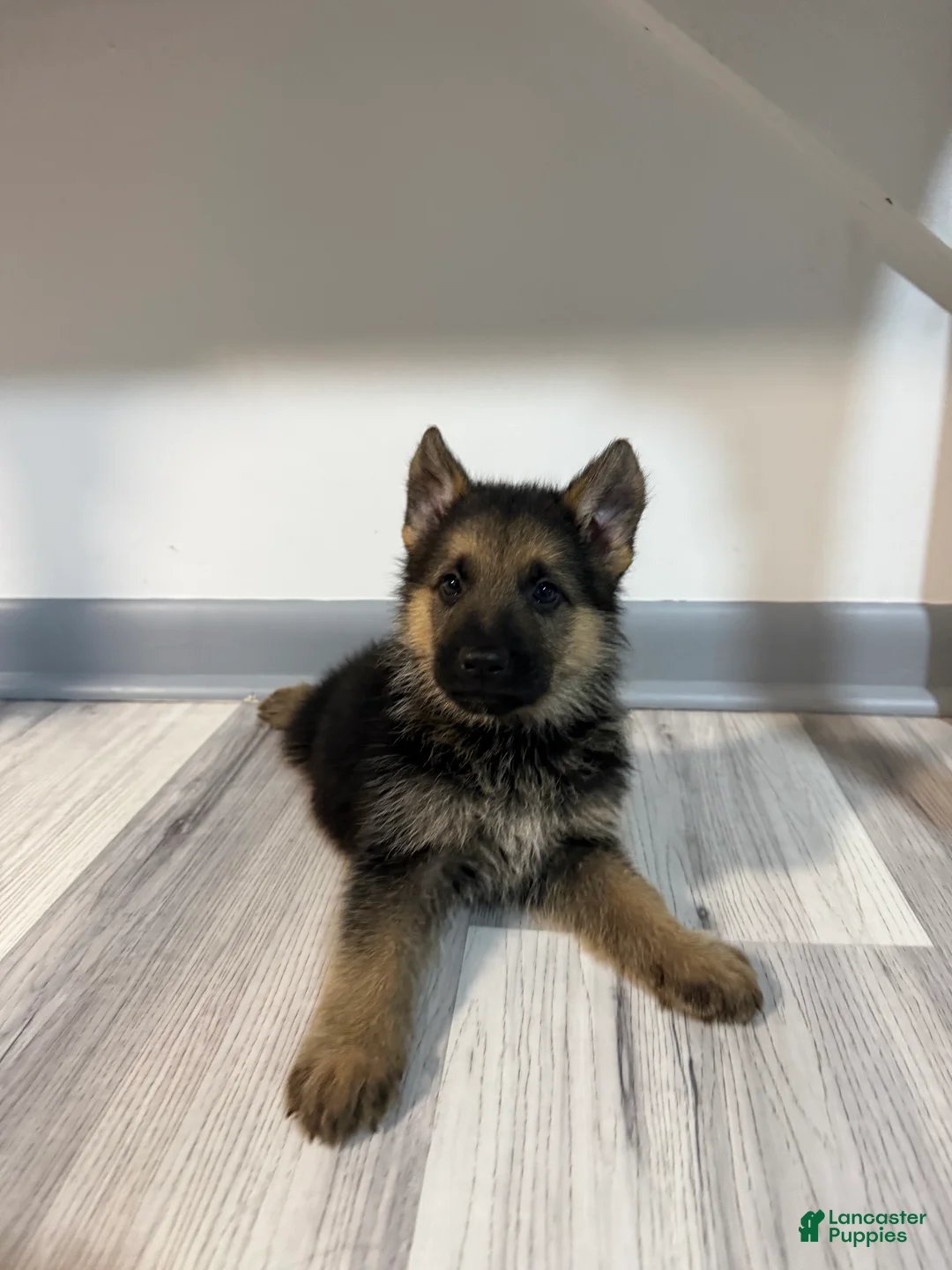 German Shepherd dogs for sale: Max - Ad 1