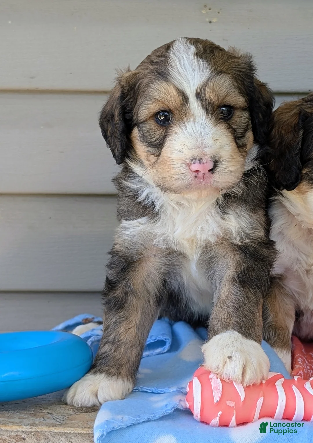 Bernedoodle dogs for sale: YOSHI - Ad 1