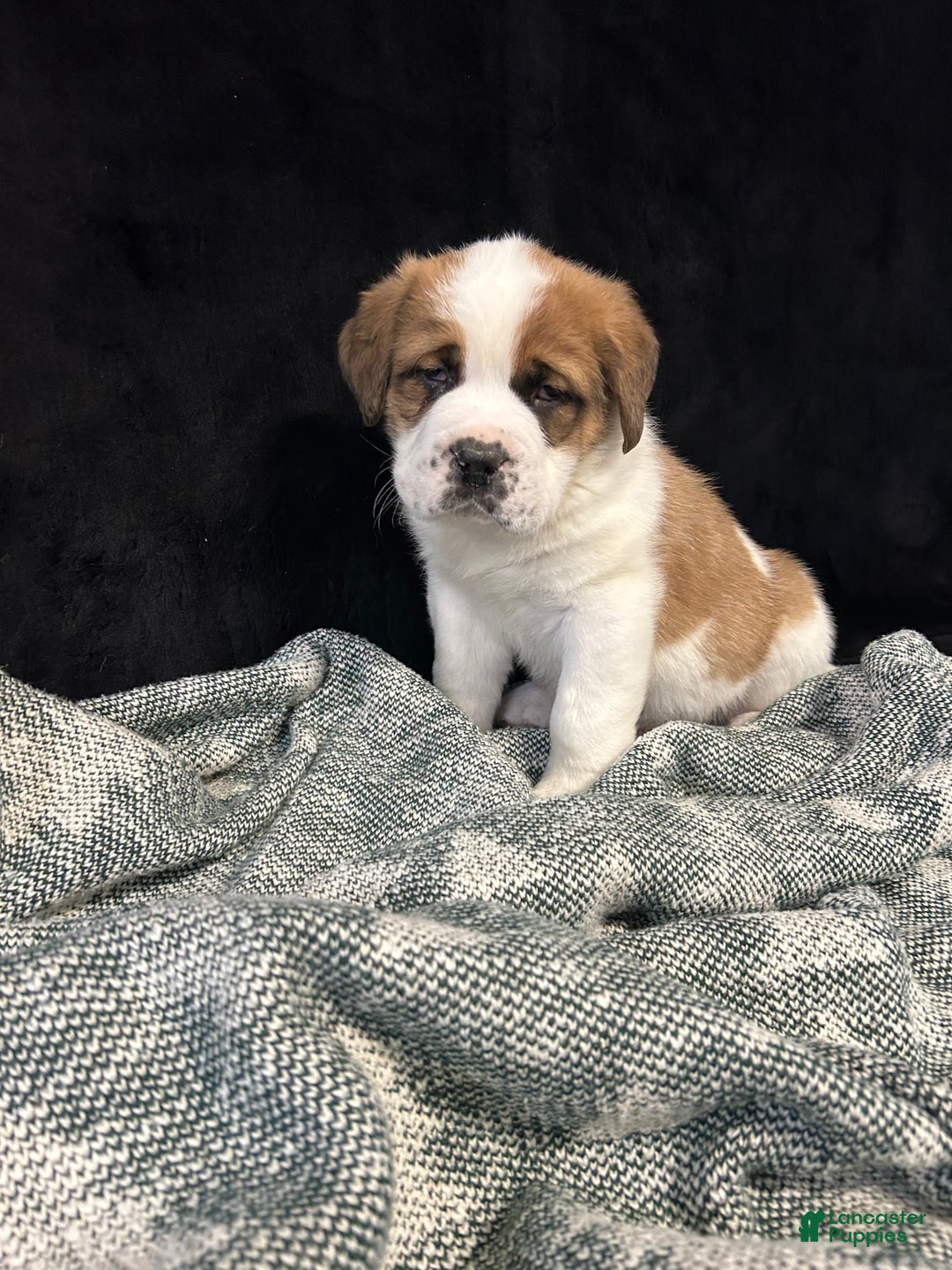 Saint Bernard dogs for sale: Jack - Ad 1