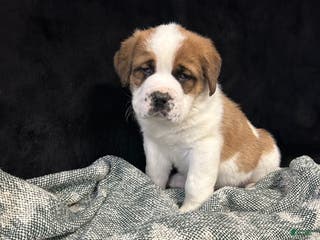 Saint Bernard dogs Jack - Ad 8