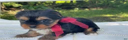 Yorkshire Terrier dogs for sale: Ritzy - Ad 4