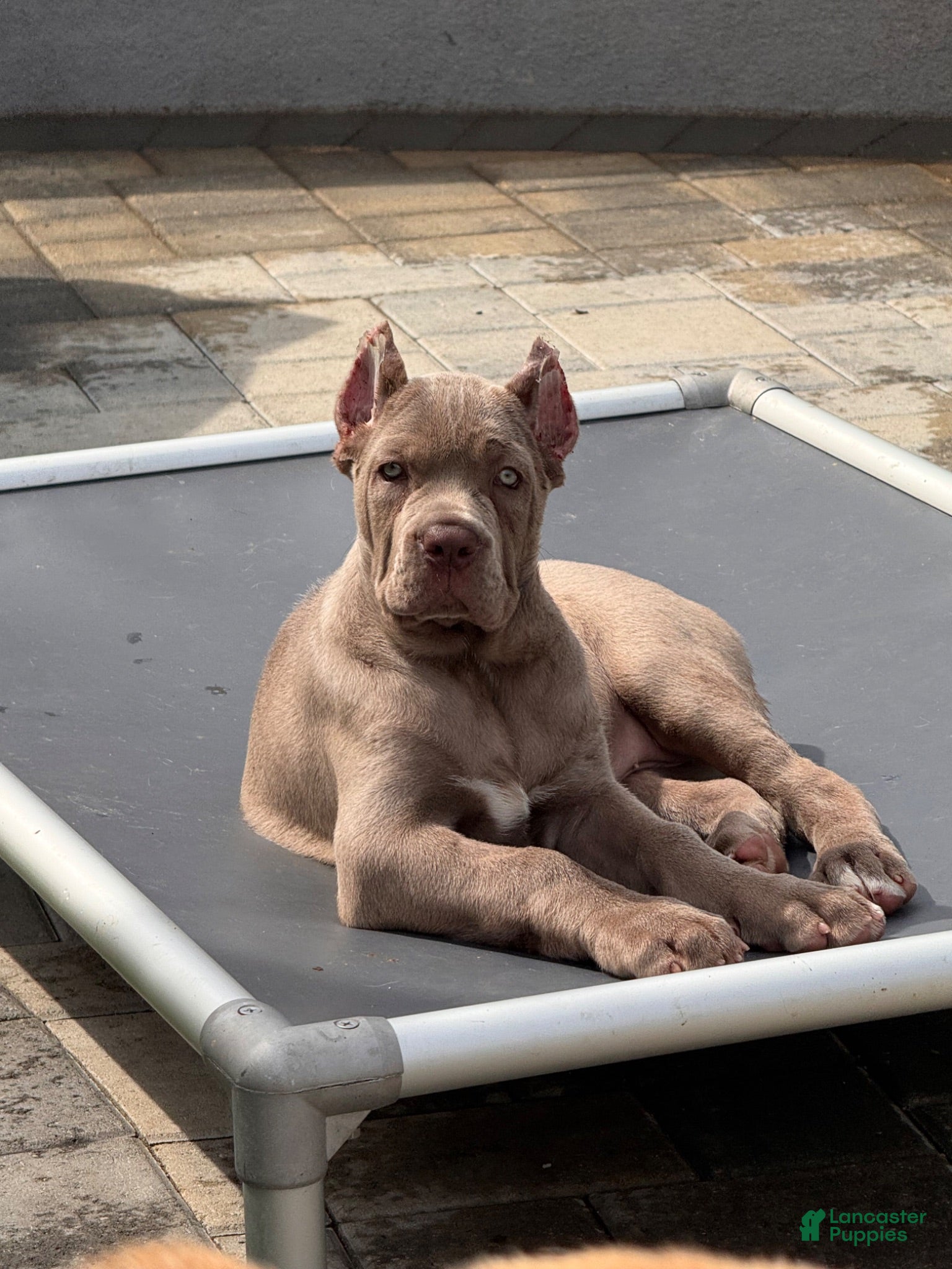 Cane Corso dogs Cane Corso 2 - Ad 15