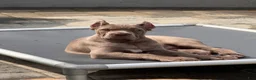 Cane Corso dogs for sale: Cane Corso 2 - Ad 1