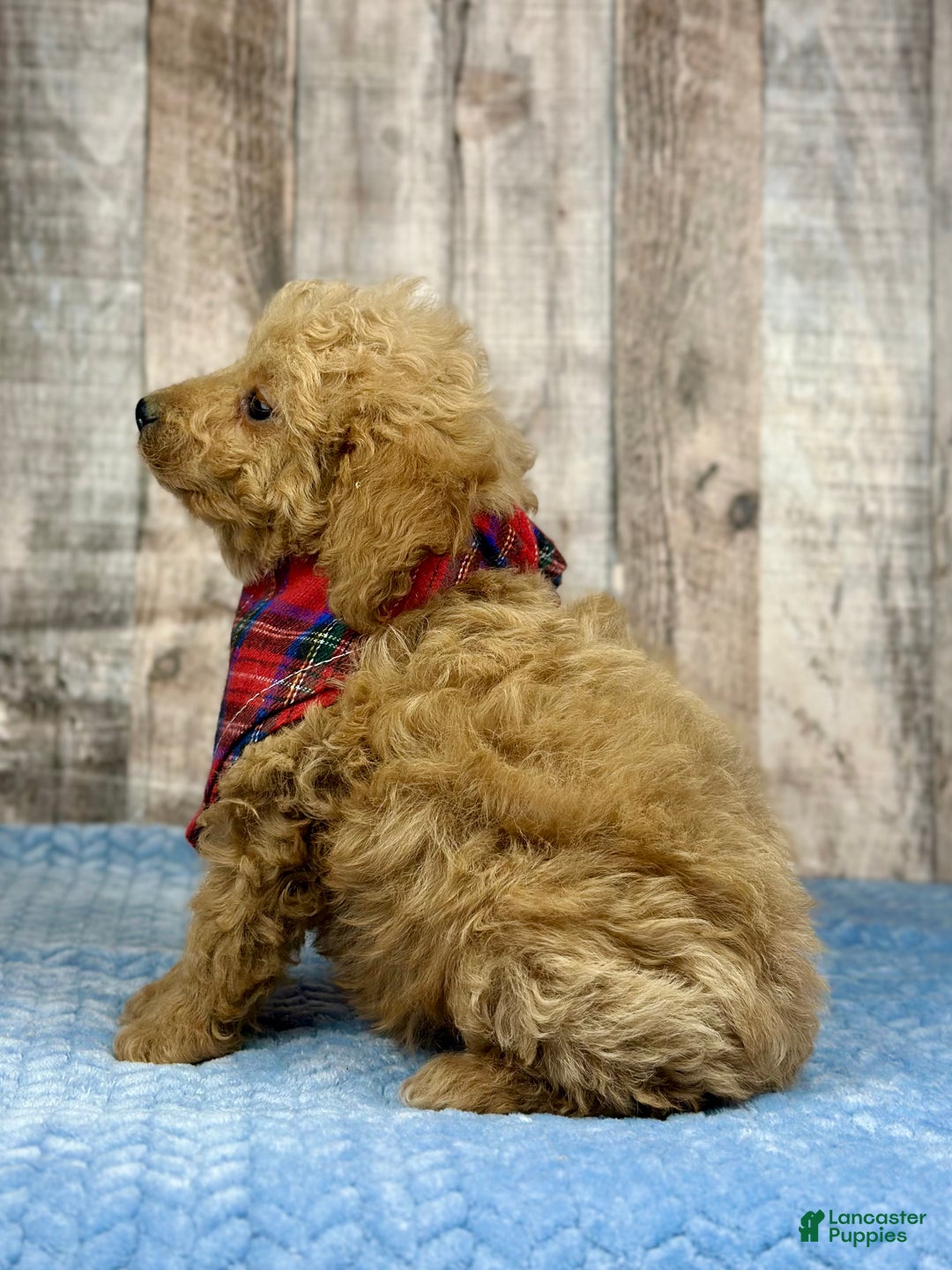 Mini Bernedoodle dogs for sale: Girl Ruby - 5111 - Ad 2