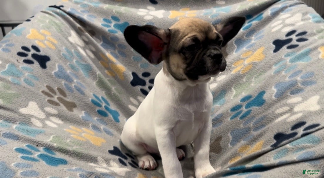 Frug dogs Olive - Ad 8