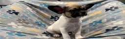 Frug dogs for sale: Olive - Ad 1