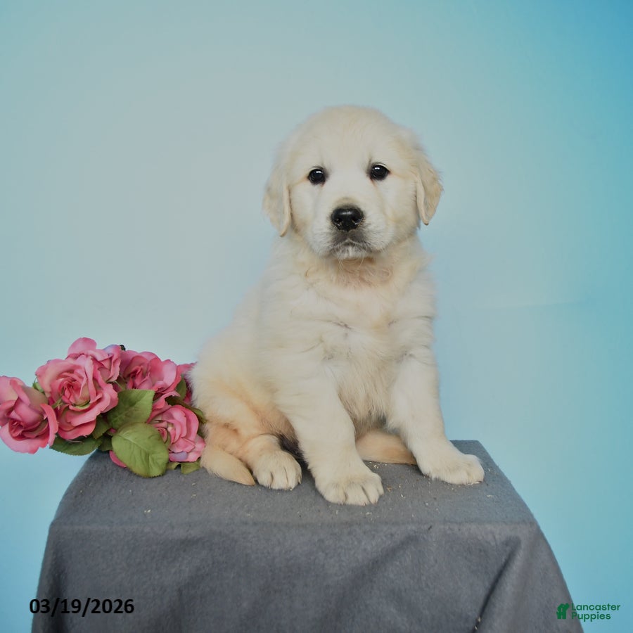 Golden Retriever dogs Duke - Ad 1