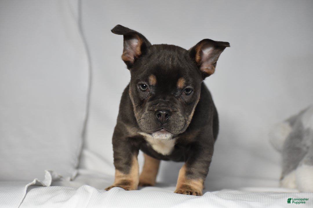 Mixed Breed dogs for sale: Chase - Ad 5