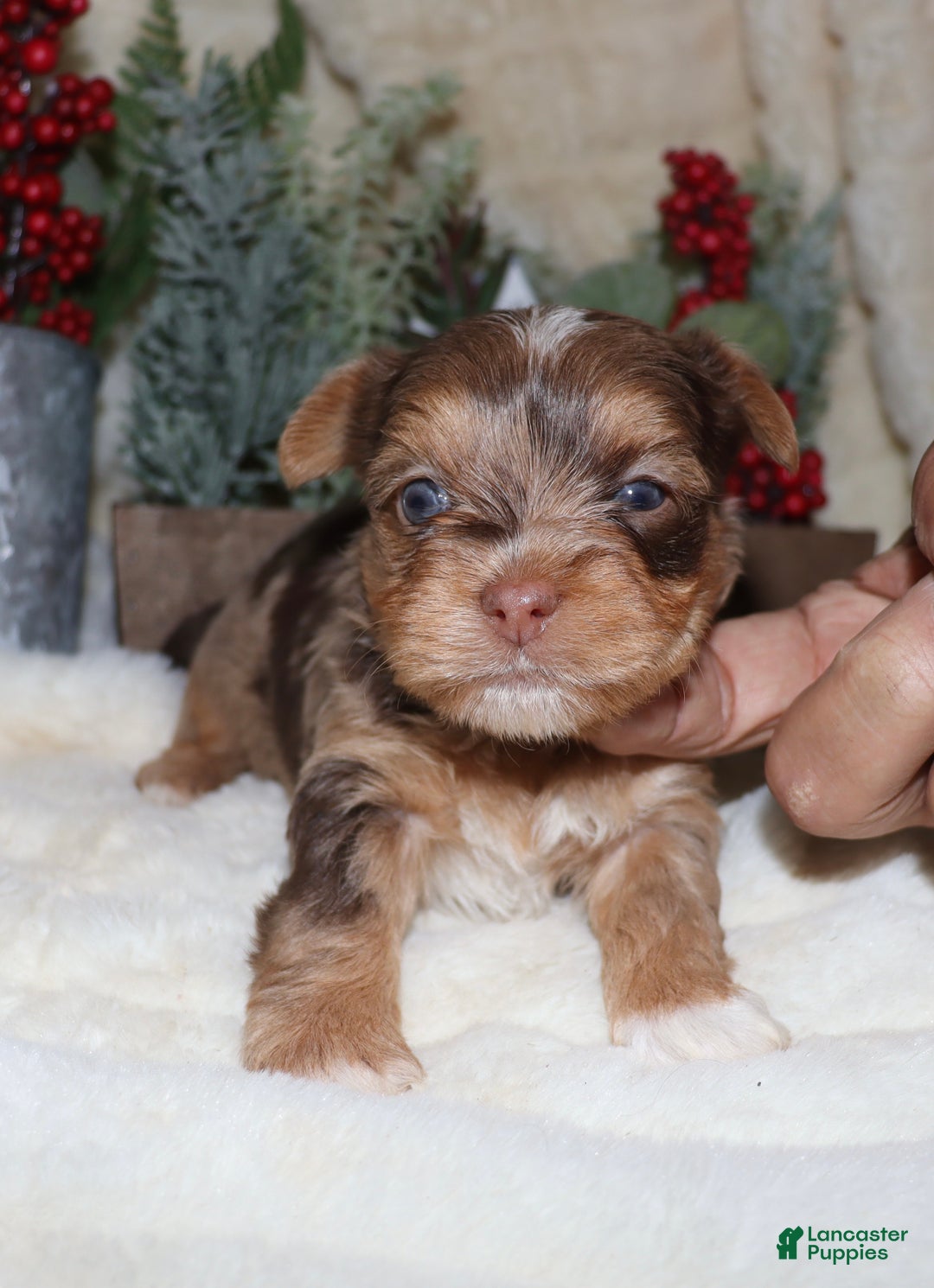 Yorkshire Terrier dogs for sale: Elvis - chocolate merle - Ad 2