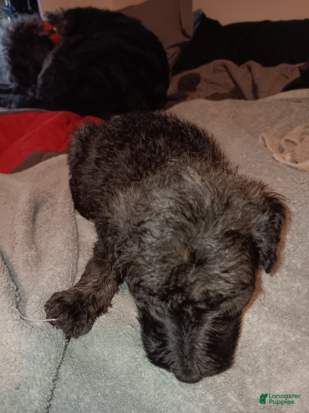 Labradoodle dogs for sale: Princess  - Ad 11