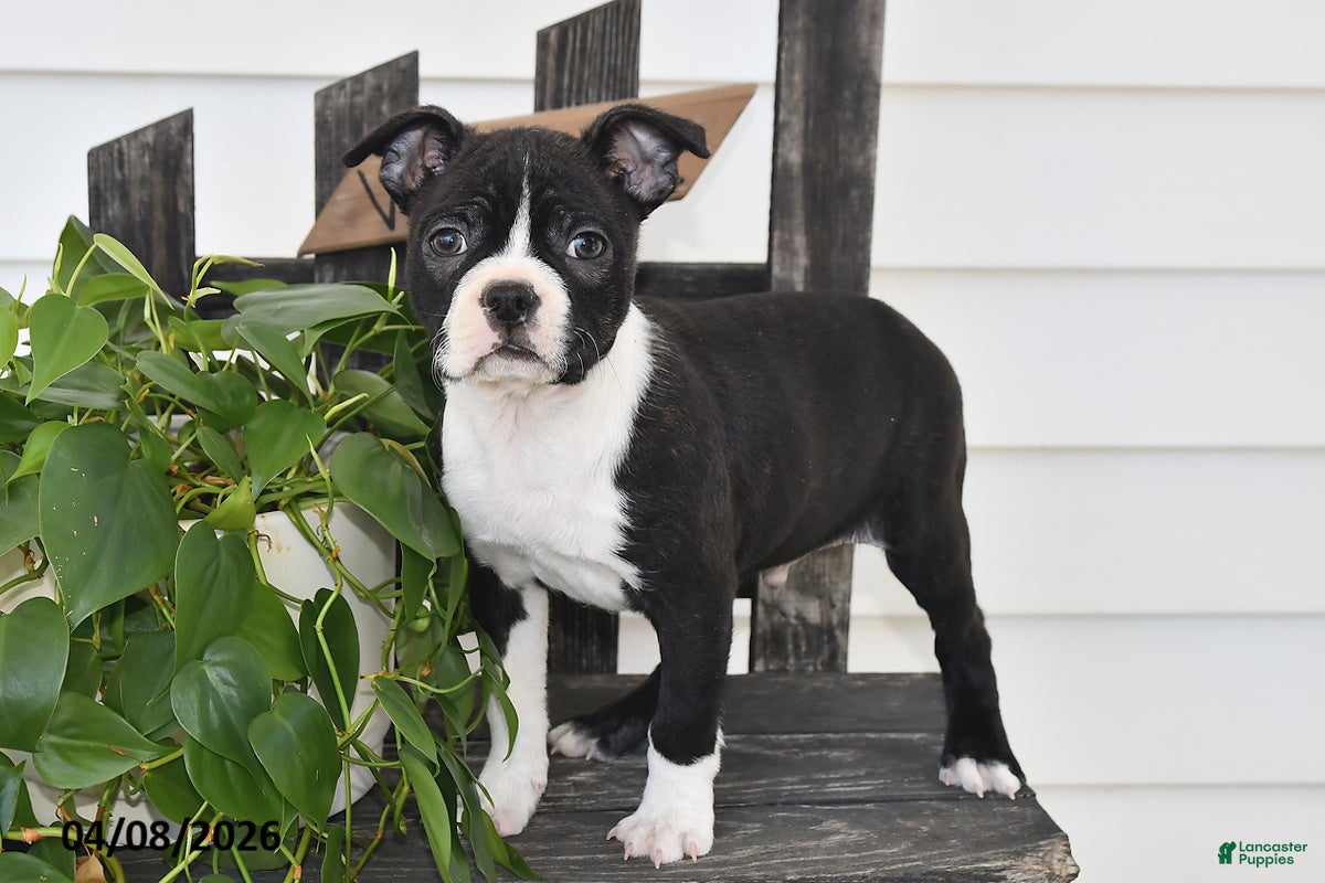 Boston Terrier dogs Preston - Ad 2
