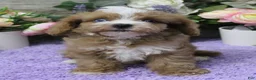 Cavapoo dogs for sale: Autumn's #5 Male - Ad 6
