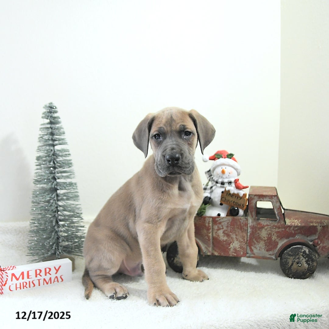 Great Dane dogs for sale: Ian - Ad 13