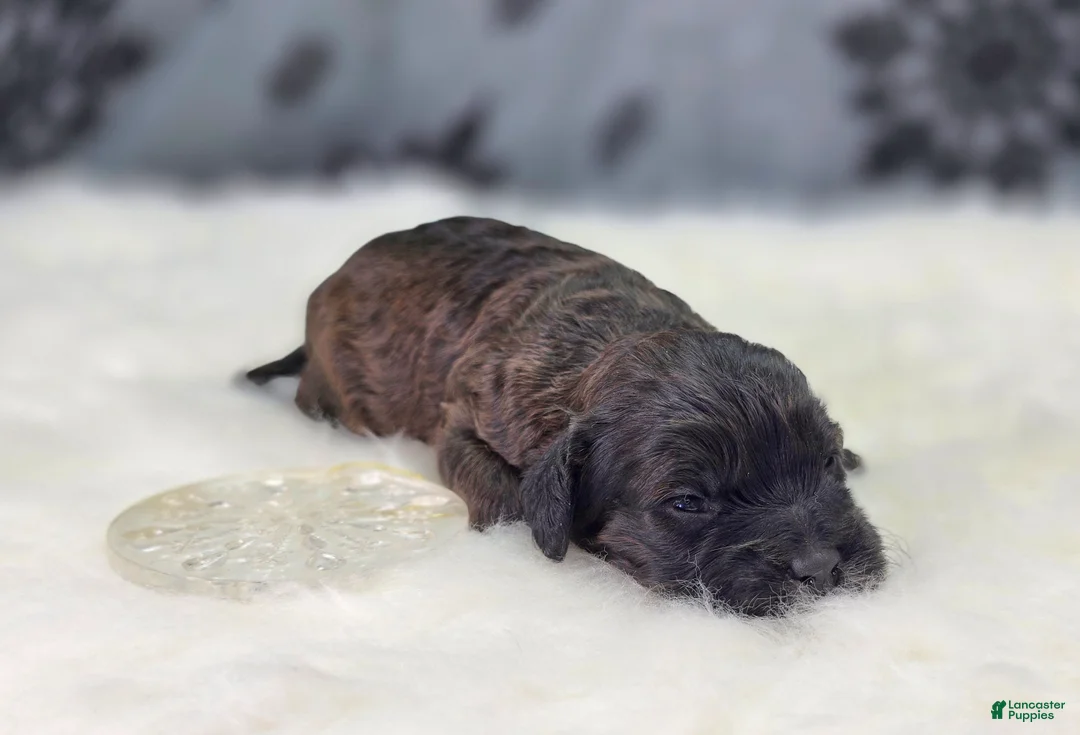 Cockapoo dogs for sale: Vega - Ad 3