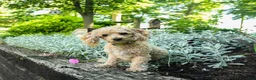 Maltipoo dogs for sale: Lilac - Ad 6