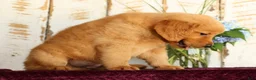 Golden Retriever dogs for sale: Jasper - Ad 8