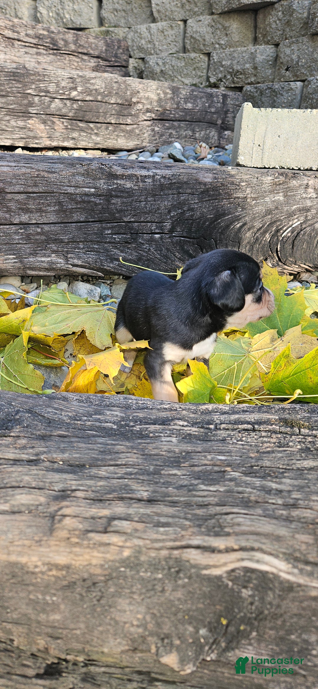 Mixed Breed dogs for sale: Bella  - Ad 4