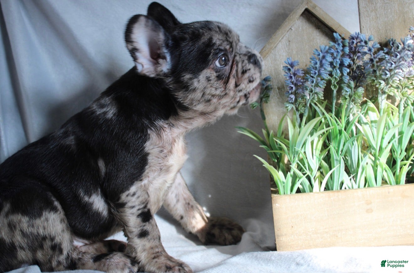French Bulldog dogs Simba - Ad 2
