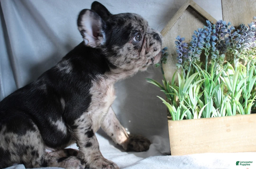 French Bulldog dogs for sale: Simba - Ad 2