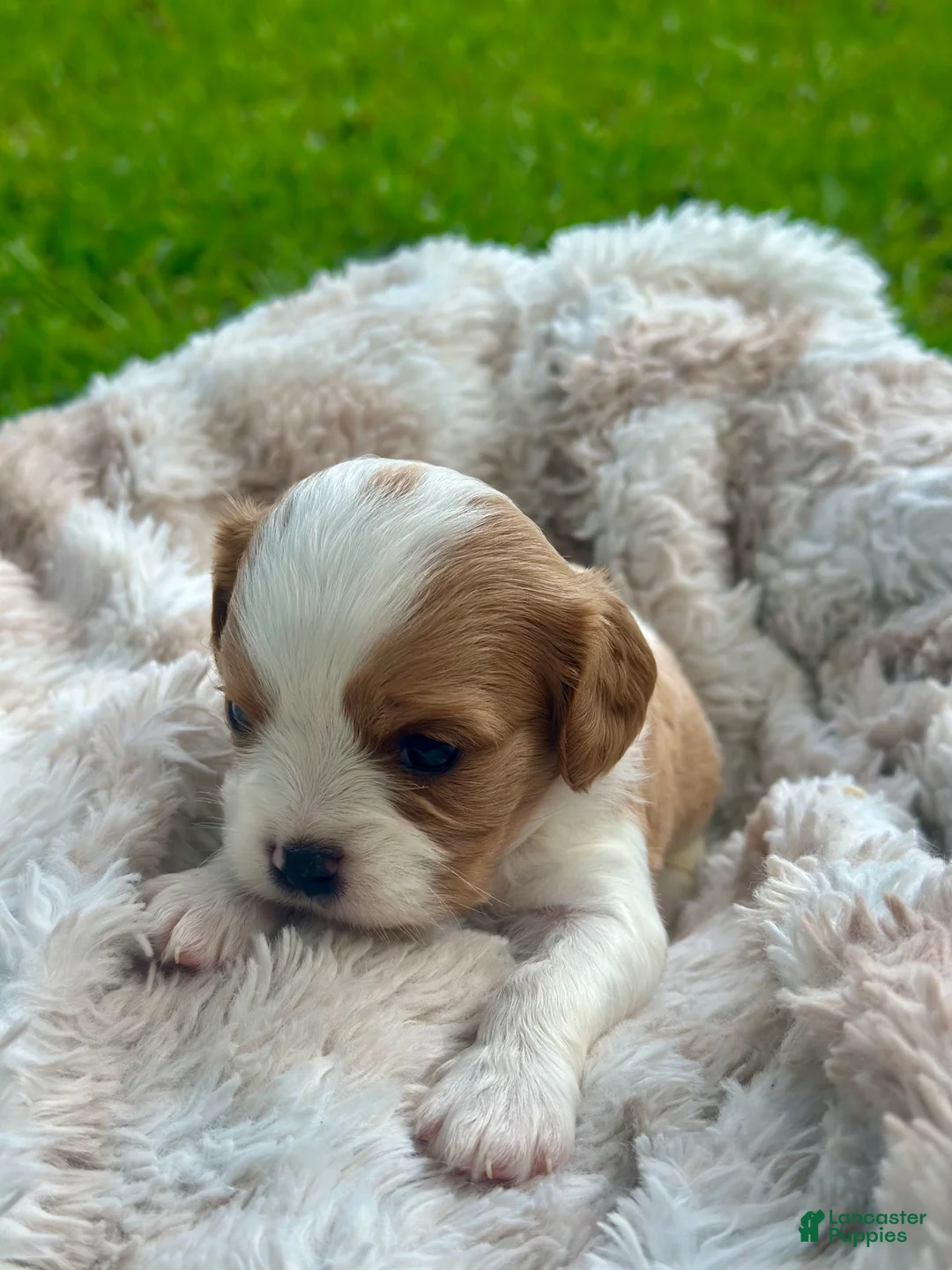 Cavalier King Charles Spaniel dogs for sale: Charlie  - Ad 2