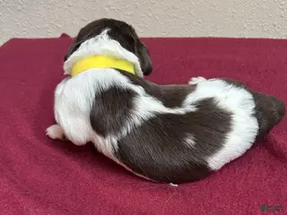 Brittany Spaniel dogs for sale: Yellow Collar - Ad 1