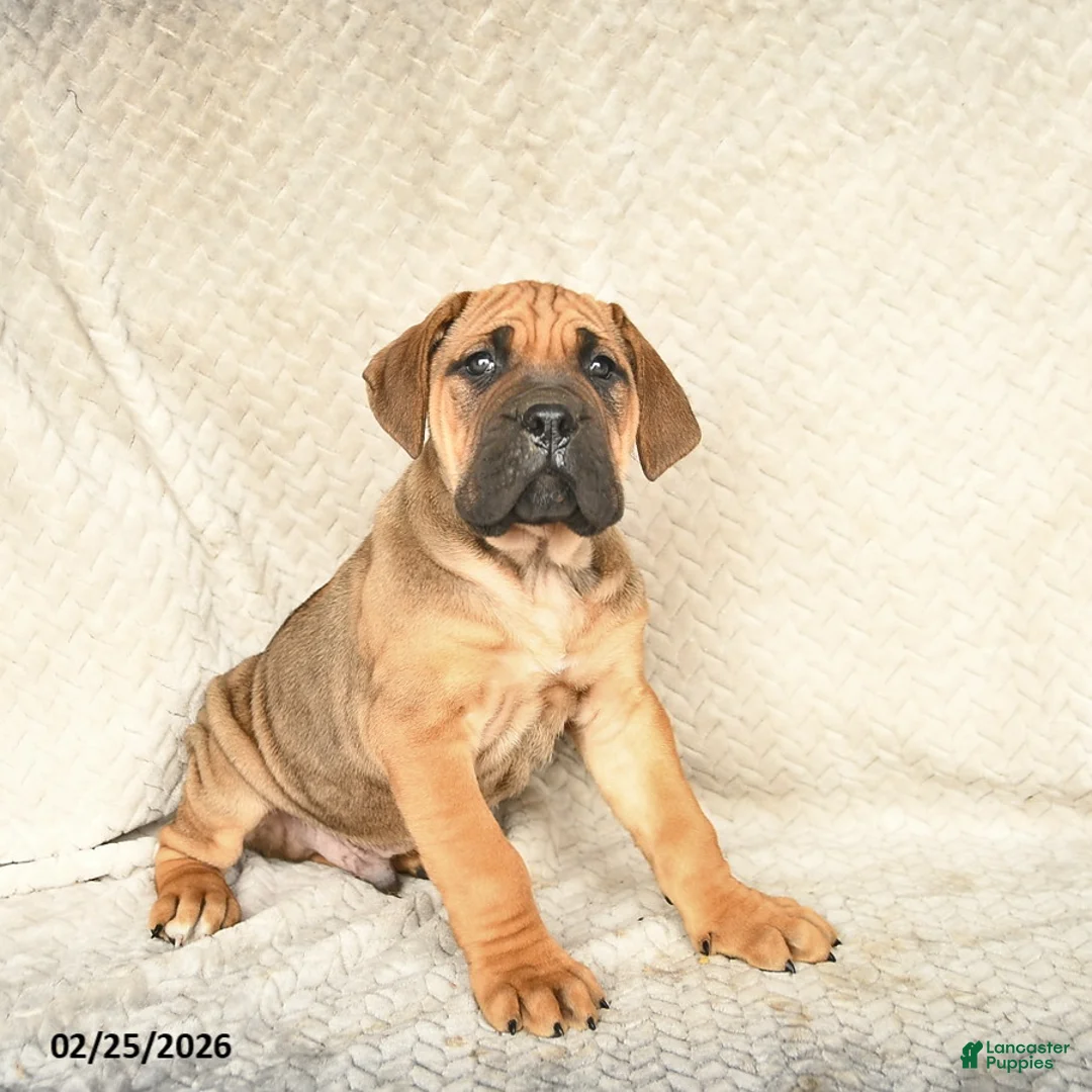 Cane Corso dogs for sale: Vegas  - Ad 3