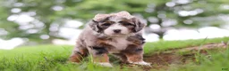 Mini Bernedoodle dogs for sale: Pelle - Ad 4