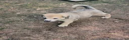 Mixed Breed dogs for sale: BABYBOY  - Ad 16