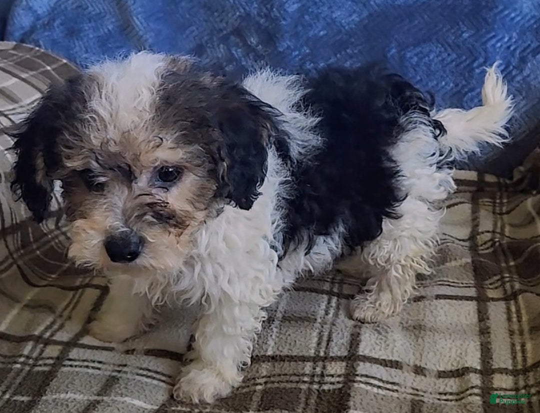 Mixed Breed dogs for sale: Max - Ad 4