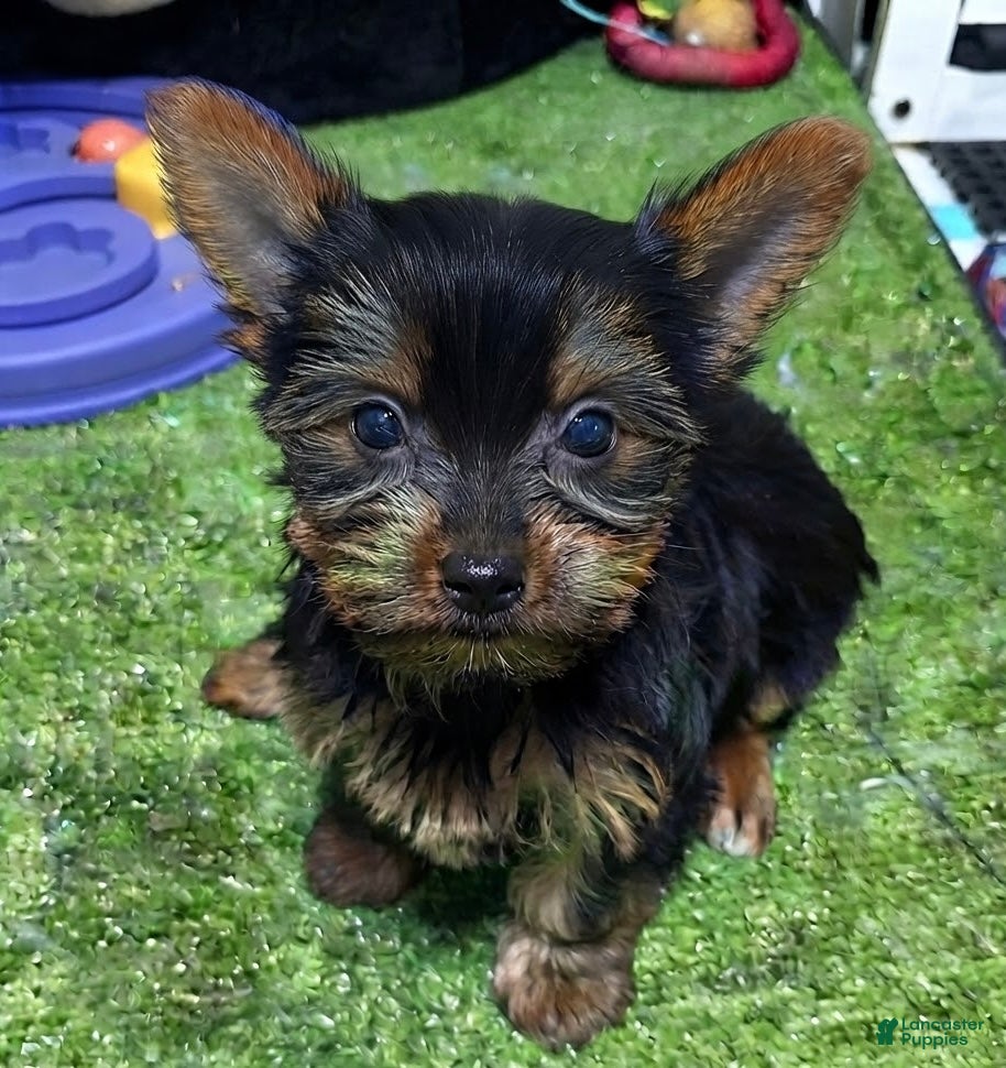 Yorkshire Terrier dogs Bella - Ad 12