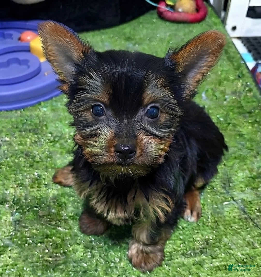 Yorkshire Terrier dogs for sale: Bella - Ad 1