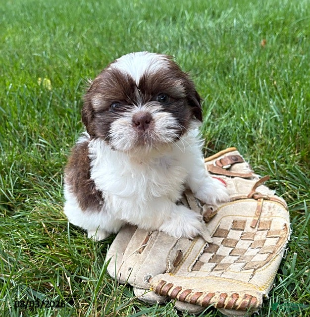 Shih Tzu dogs Belle - Ad 2