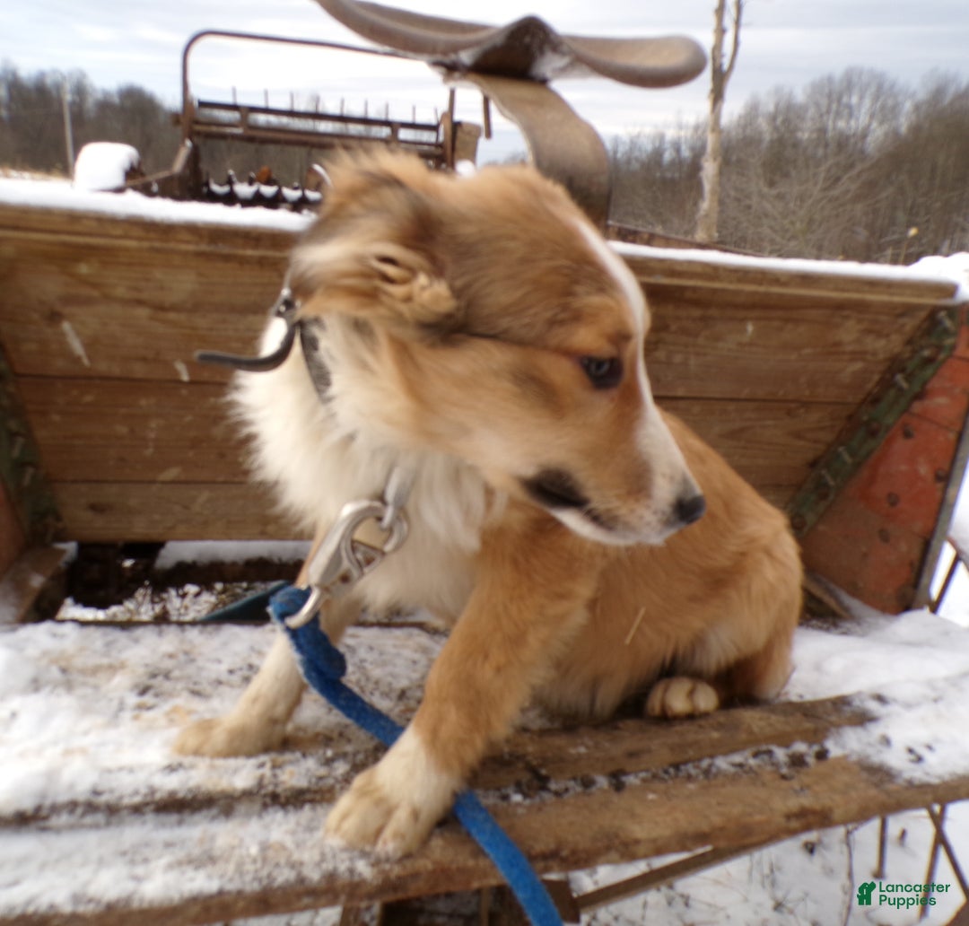 Mixed Breed dogs for sale: Mixed Breed Puppy 5 Lassie - Ad 3