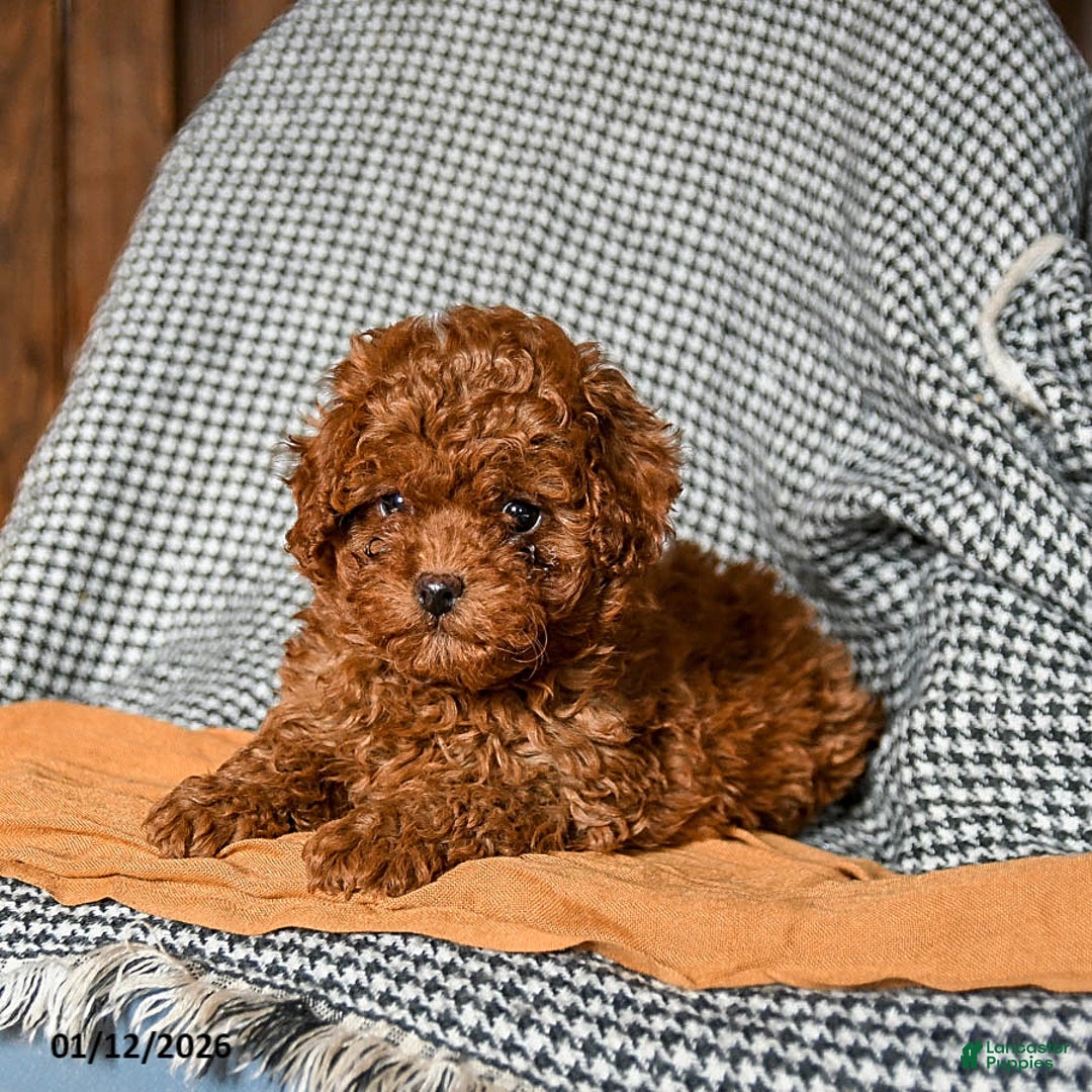 Cavapoo dogs for sale: Cash - Ad 2