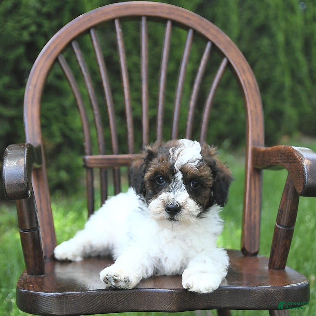 Miniature Poodle dogs for sale: Tucker Extra Small - Ad 5