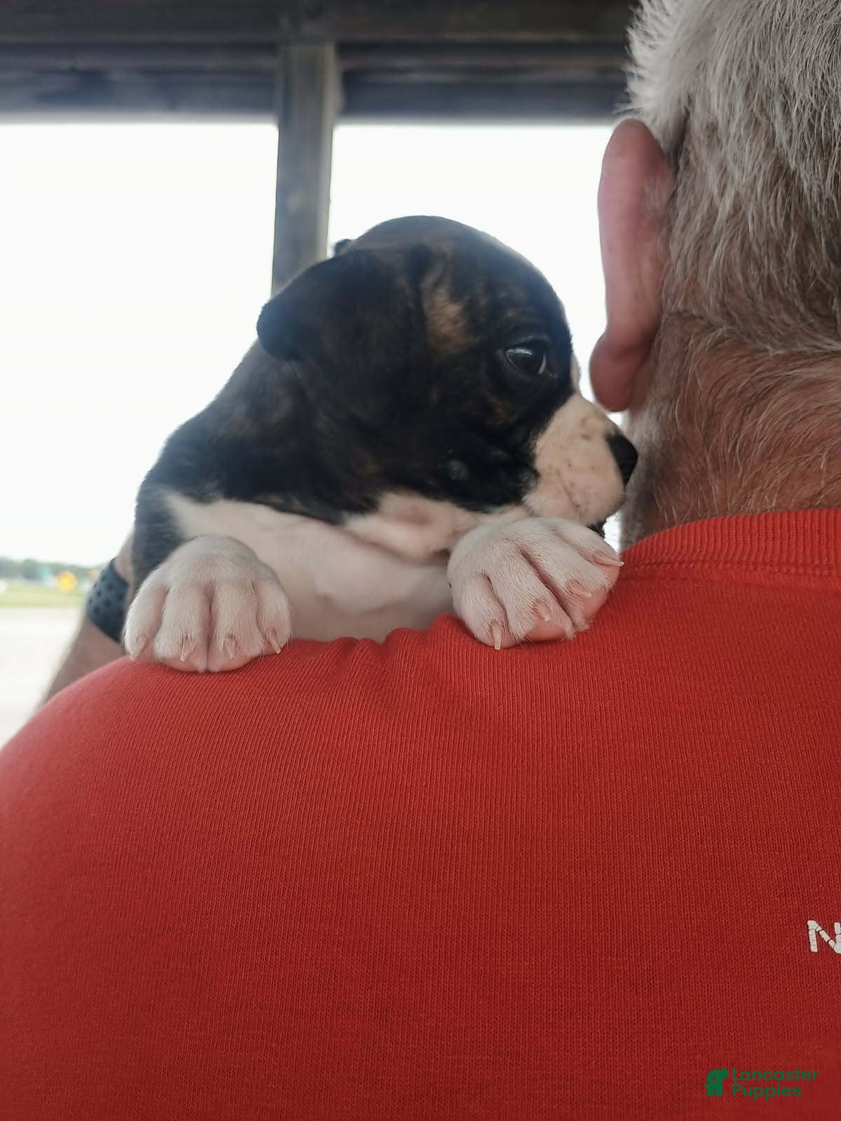 Boxer dogs Miss McDreamy - Ad 2