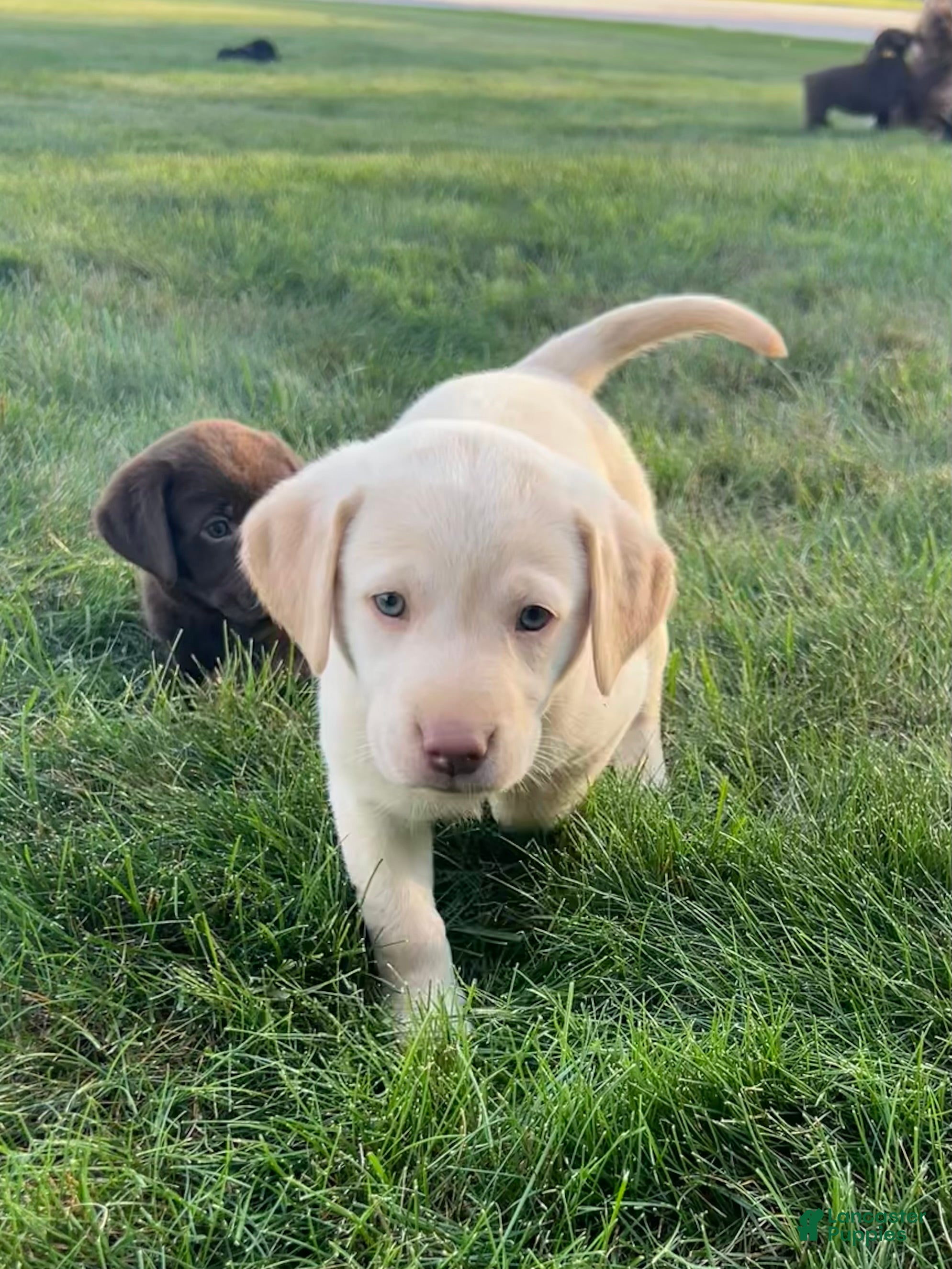 Labrador Retriever dogs Oakley - Ad 1