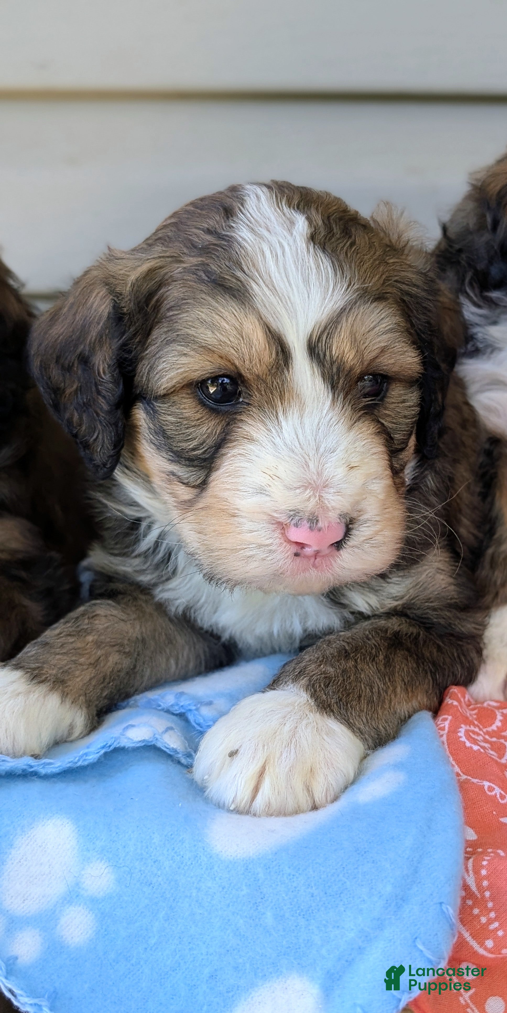 Bernedoodle dogs YOSHI - Ad 2
