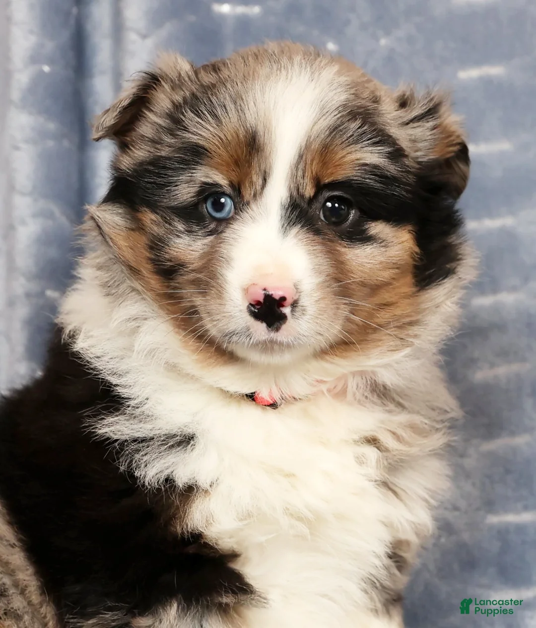 Miniature Australian Shepherd dogs for sale: Erin - Ad 4