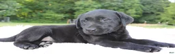 Labrador Retriever dogs for sale: Lady - Ad 4