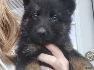 German Shepherd dogs Stella - Ad 3